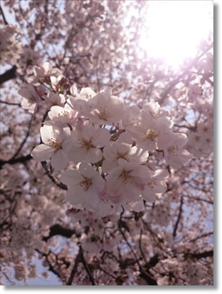 桜～2015～