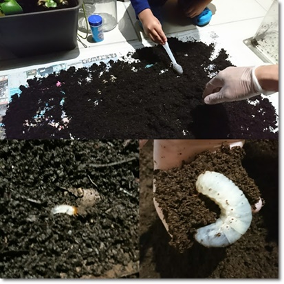 写真 上：昆虫マットひろげて卵と幼虫の捜索^^　右下：3令幼虫^^　左下：初令幼虫^^