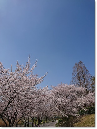 桜。～2018～