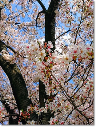 桜。～2018～