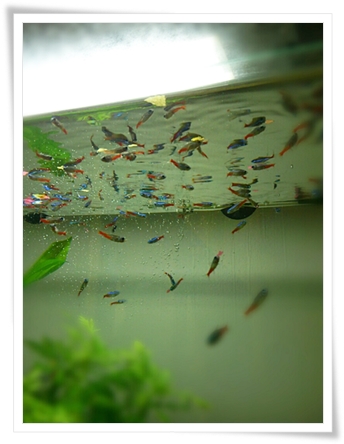 熱帯魚♪